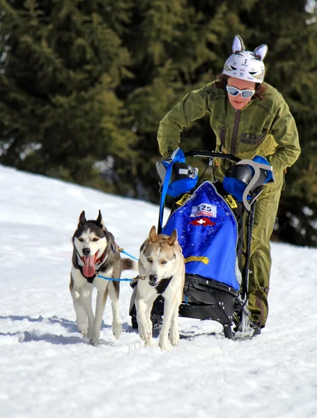 Internationella race slädhundar, mossor, Schweiz — Stockfoto