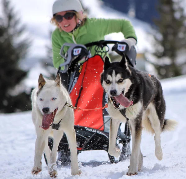 国际竞赛雪橇犬，藓类植物瑞士 — 图库照片