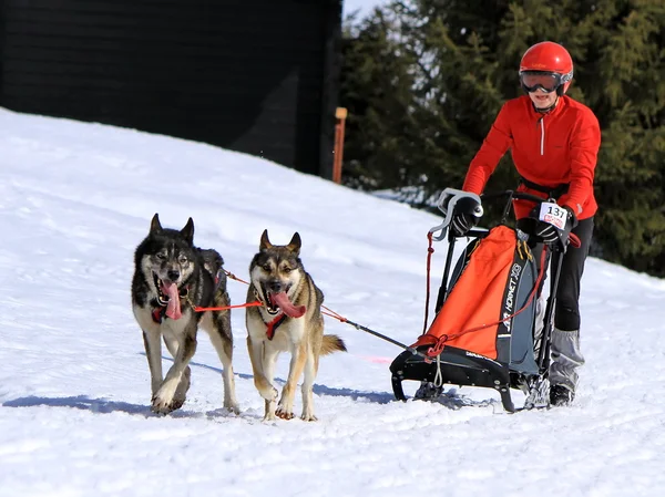 International race sled dogs, Mosses, Switzerland — Stock Photo, Image