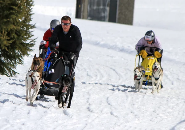 国際レースそり犬、コケ、スイス — ストック写真