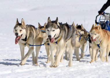 husky kızak köpeği ekibi iş başında