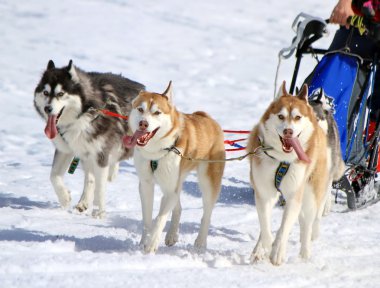 husky kızak köpeği ekibi iş başında