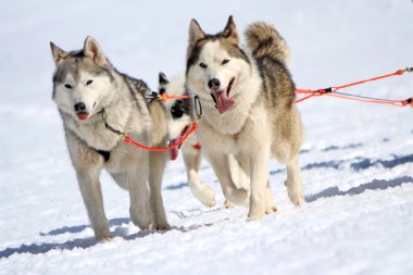husky kızak köpeği ekibi iş başında