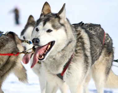 iş yerinde bir husky kızak köpek