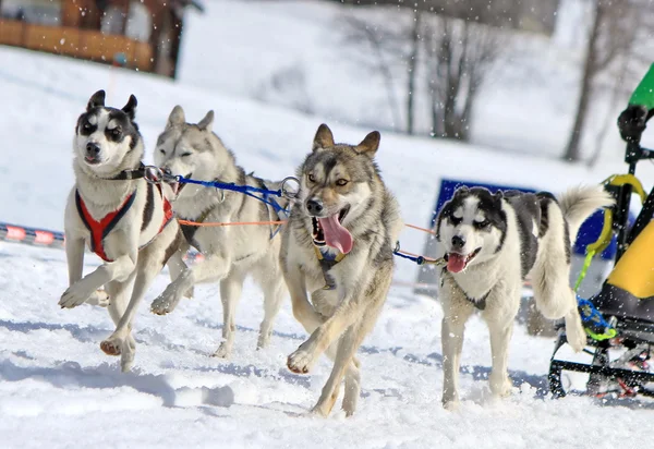 Un equipo de trineos husky perro en el trabajo —  Fotos de Stock