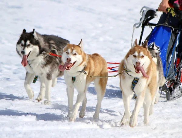 Un equipo de trineos husky perro en el trabajo — Foto de Stock