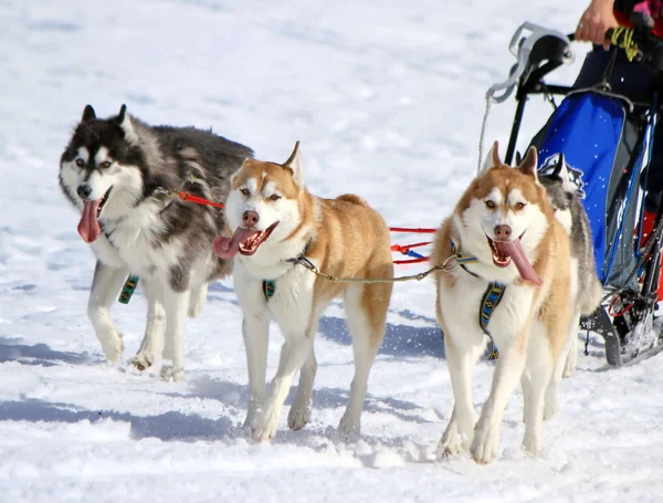 Husky kızak köpeği ekibi iş başında — Stok fotoğraf