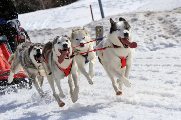 Husky kızak köpeği ekibi iş başında — Stok fotoğraf