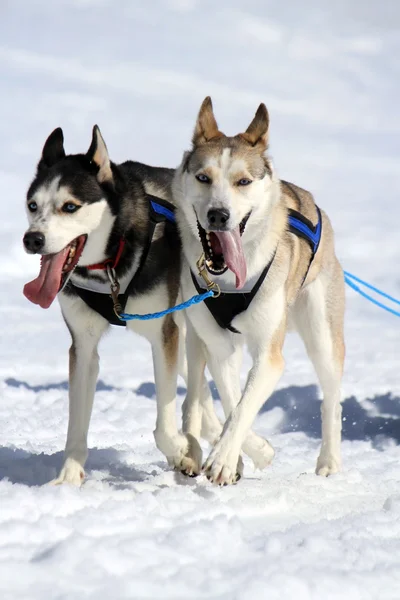 Husky kızak köpeği ekibi iş başında — Stok fotoğraf