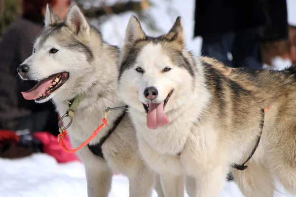 Un equipo de perros de trineo husky en reposo —  Fotos de Stock