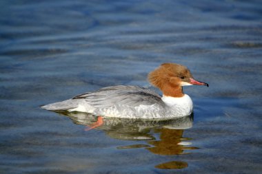 goosander erkek ördek