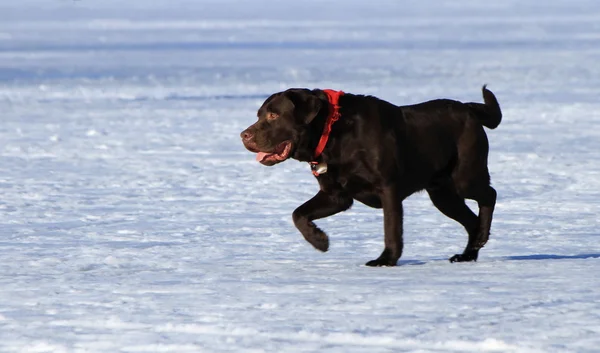 Labrador retriever hund — Stockfoto