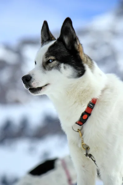 Retrato de perro husky siberiano — Foto de Stock