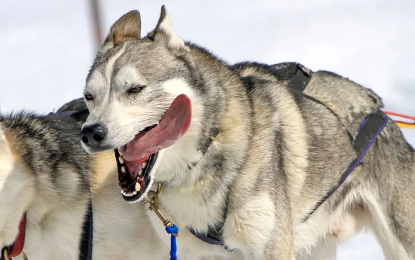 Husky spřežení v práci — Stock fotografie