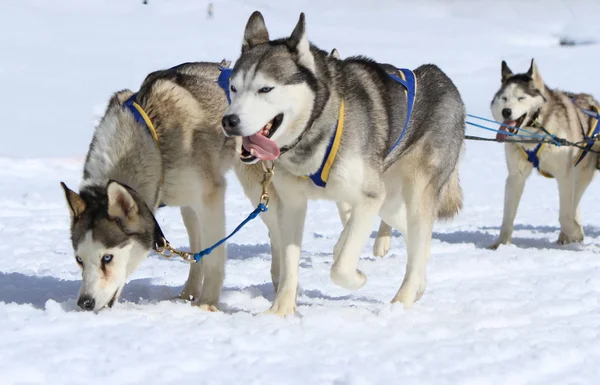 Husky spřežení tým při práci — Stock fotografie