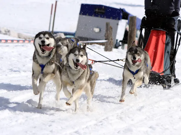 Husky kızak köpeği ekibi iş başında