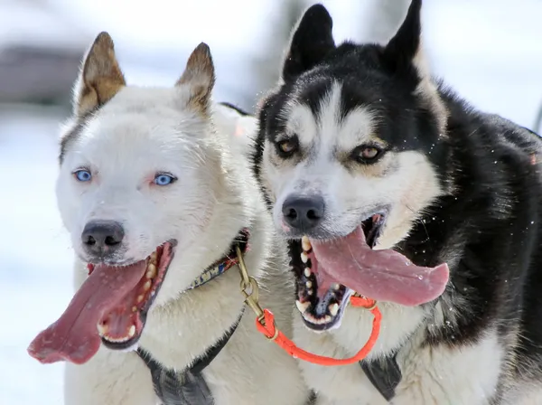 Husky släde hundar på jobbet — Stockfoto