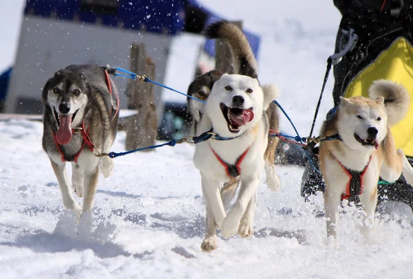Een husky slede honden team op het werk — Stockfoto