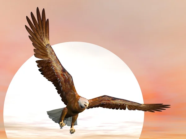 Aigle par coucher de soleil - rendu 3D — Photo