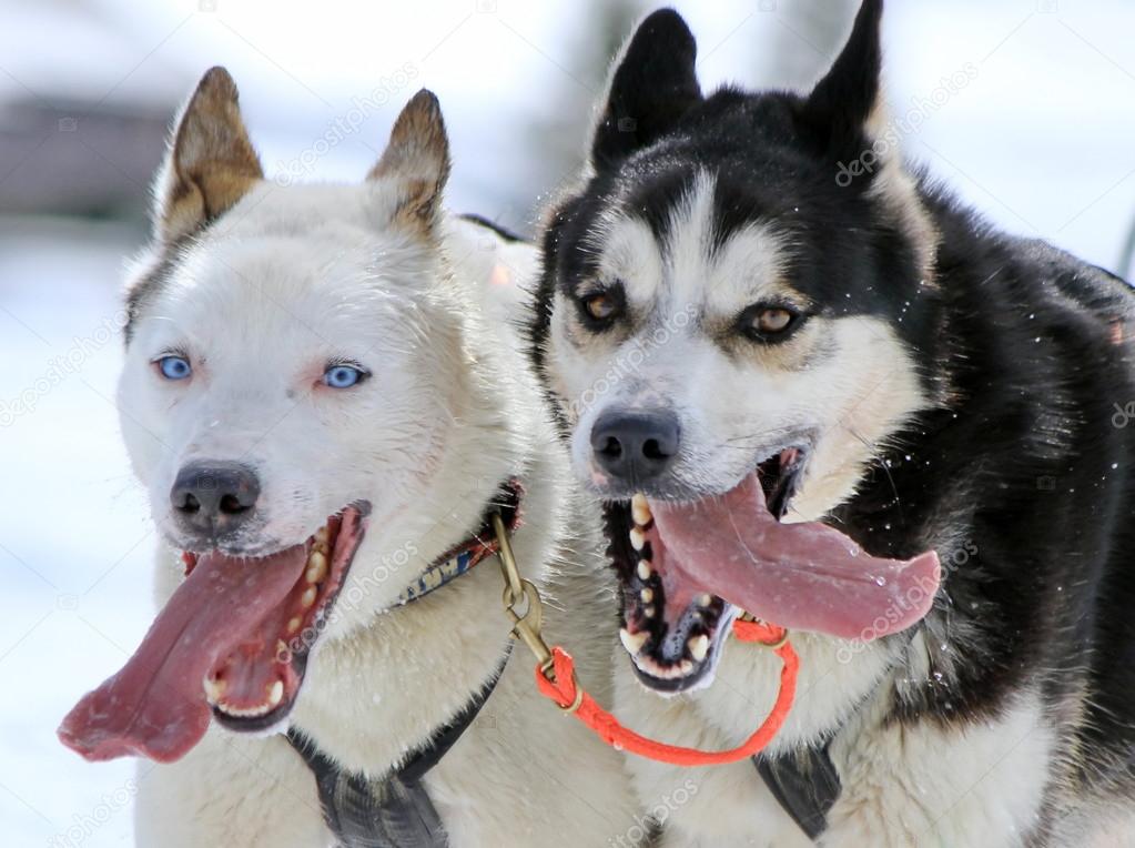 Husky sled dogs at work
