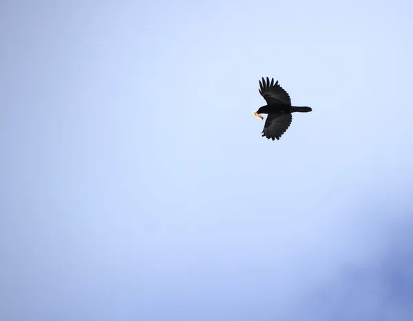 Crow holding bread — Stock Photo, Image