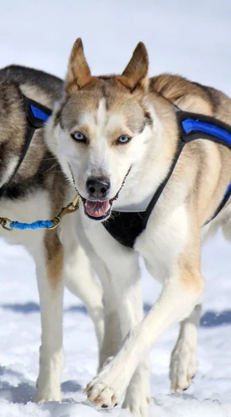 Husky kızak köpeği iş başında — Stok fotoğraf