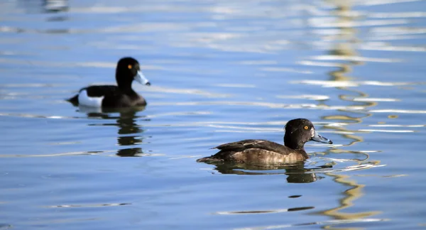 Casal de patos tufados — Fotografia de Stock