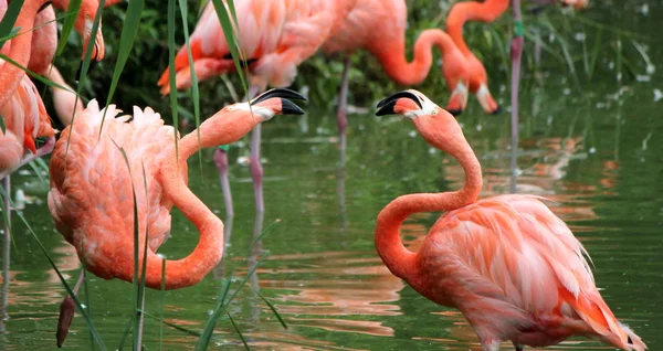 Flamingos kämpfen — Stockfoto