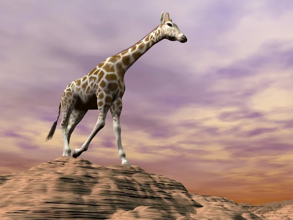 Giraffe observing on a dune - 3D render — Stock Photo, Image