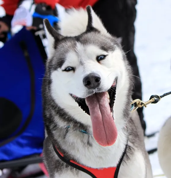 Husky sled dog at work — Stock Photo, Image