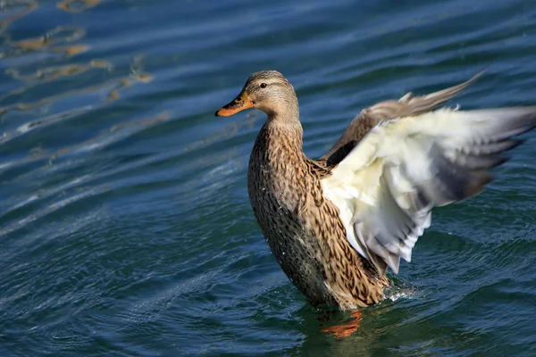 Mallard duck shaking wings — Stock Photo, Image