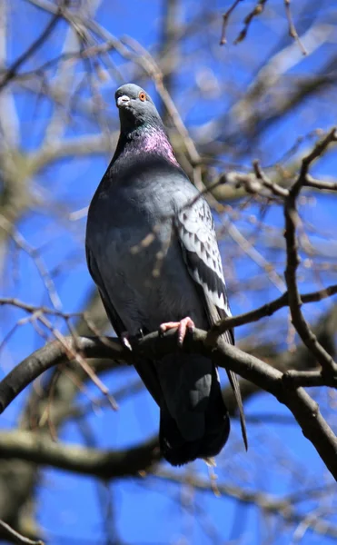 Pigeon on winter tree — Stock Photo, Image