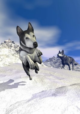 dağ - 3d render Malamute köpekler