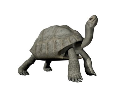 Galapagos kaplumbağası - 3d render