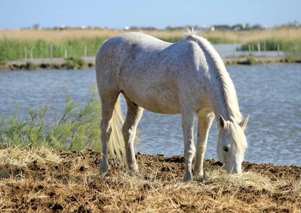 Vita hästen äta, camargue, Frankrike — Stockfoto