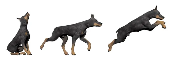 Doberman dog - 3D render — Stock Photo, Image