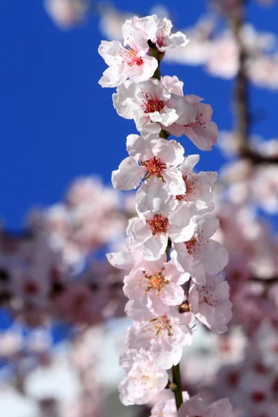 Bunga pohon musim semi — Stok Foto