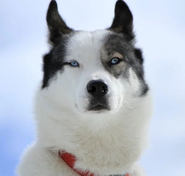 Husky cane ritratto — Foto Stock