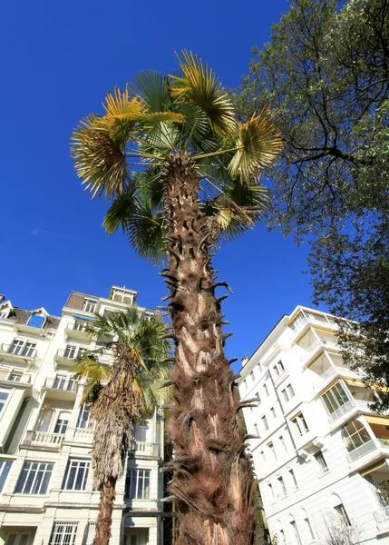 Palmboom in montreux, Zwitserland — Stockfoto