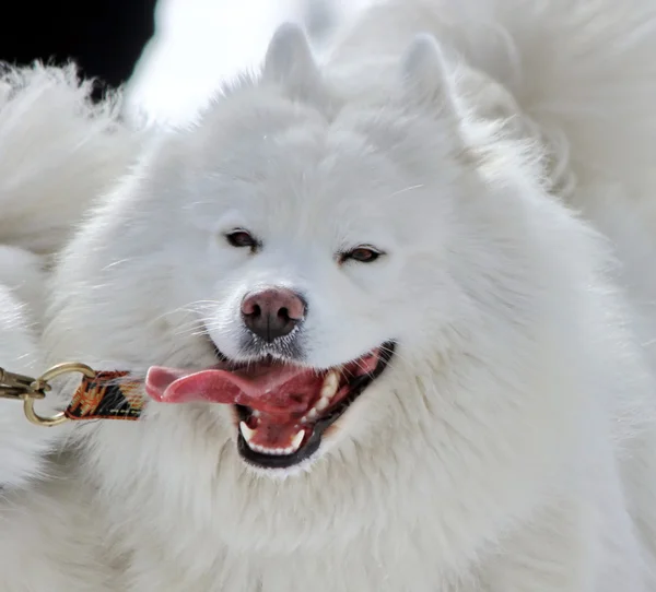 Samoyede pes běží — Stock fotografie