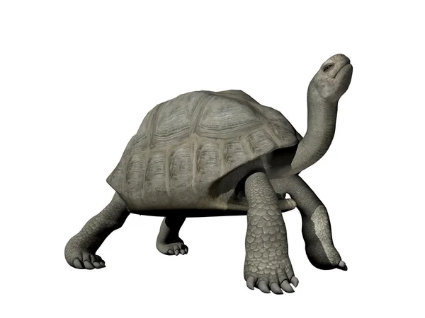 Galapagos-Schildkröte - 3D-Renderer — Stockfoto