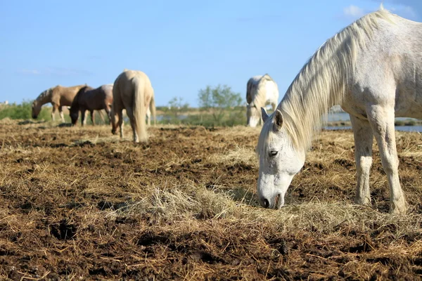 Vita hästar äta, camargue, Frankrike — Stockfoto
