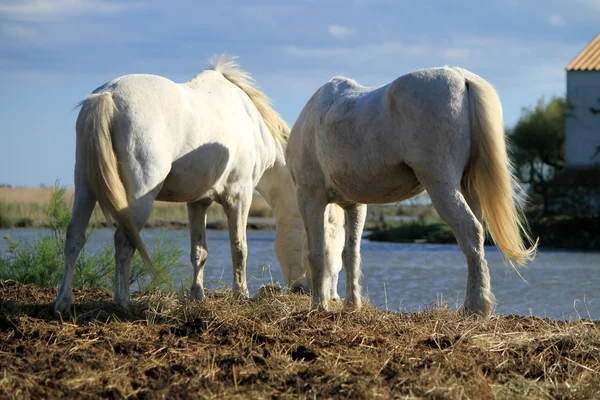 Weiße Pferde essen, Camargue, Frankreich — Stockfoto
