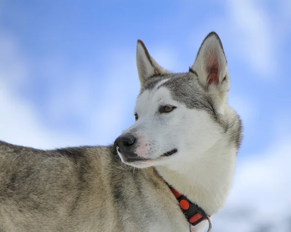 Siberian husky dog virando a cabeça para trás — Fotografia de Stock