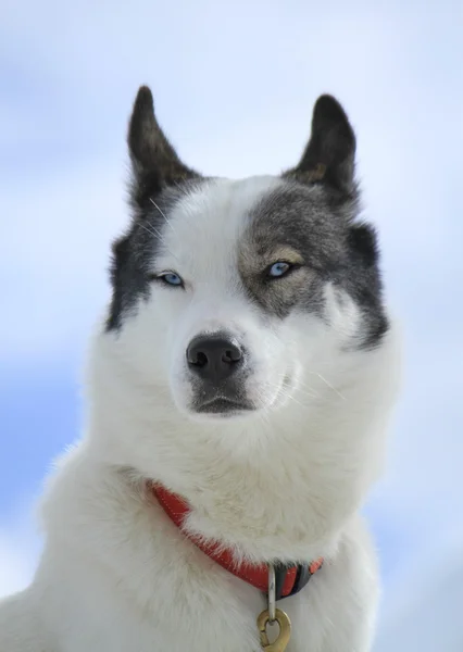 Potret anjing serak siberia — Stok Foto