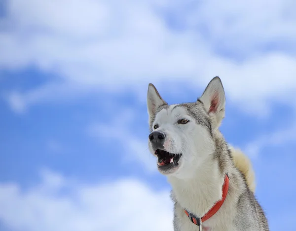 シベリアン ハスキー犬が吠えています。 — ストック写真