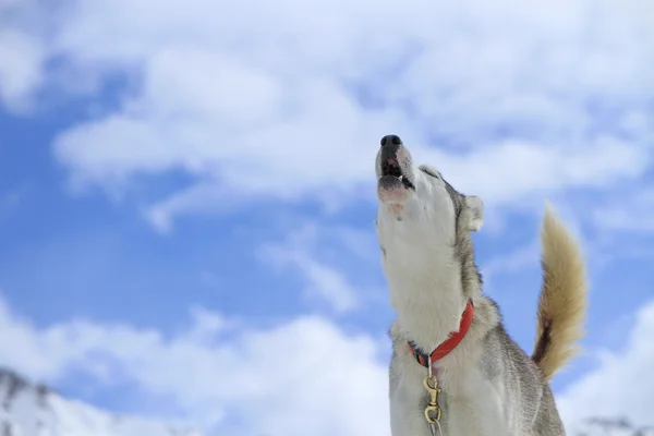 Perro husky siberiano aullando — Foto de Stock