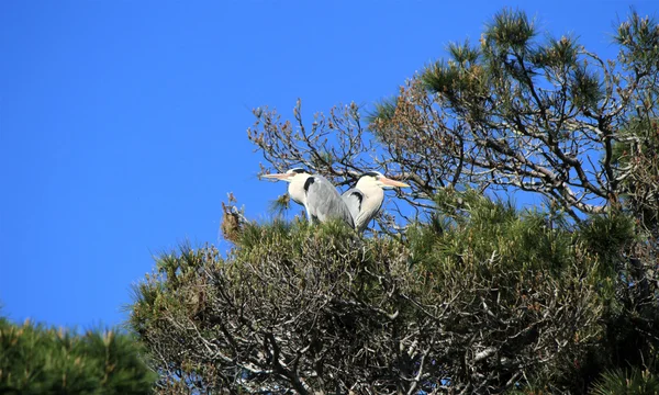 Volavky v strom, camargue, Francie — Stock fotografie