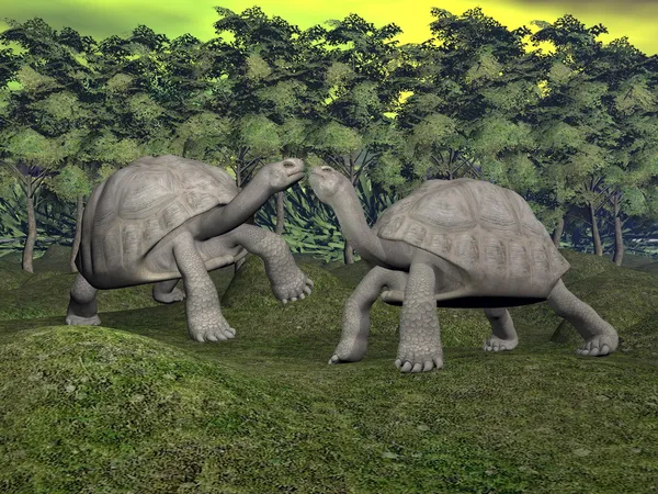 Galápagos tortugas beso - 3D render —  Fotos de Stock