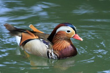 Erkek Mandarin ördeği